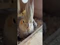 #cockatielsinging #parrot #cockatiel #birds #cockatielbird #cockatielsound #pets #ytshorts #shorts