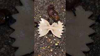 Slugs vs. Pasta Farfelle Time Lapse (with Doom Music) #slugs #nature #pasta #bug #insects #doom