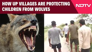 Bahraich Wolf | Homemade Weapons, Night Patrol: How UP Villages Are Protecting Children From Wolves