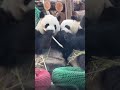 腻歪一起干饭的萌宝萌玉 panda 大熊猫 一方水土养一方熊猫 cute 熊 zoo