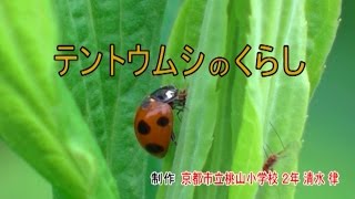 全国こども科学映像祭受賞作品　(95)H28年度第15回優秀作品賞小学生部門『テントウムシのくらし』