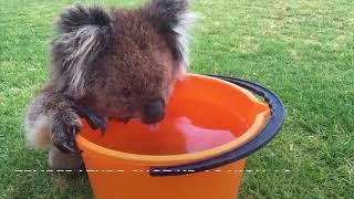 Watch adorable koala slurping down bucket full of water