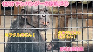 12/17 野毛山動物園 チンパンジーの家族♬①