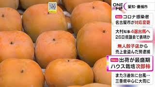 ハウス栽培の『次郎柿』収穫が最盛期 露地栽培より1か月半ほど早く 生産量日本一の産地・愛知県豊橋市