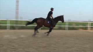 Chacco RJT - gelding 5yo - Chacco-Blue