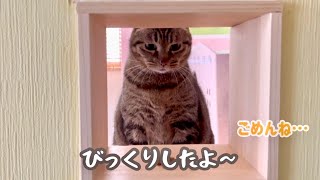 【リビングデビューその後】DIYしたキャットウォーク、作り直しました。