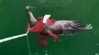 Giant Octopus and Bald Eagle Wrestle in the Water