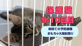 【保護猫9～10日目】病院への再診と予防接種！新しいおもちゃがやってきました！