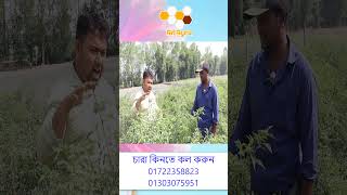 মরিচ চাষ সম্পর্কে কি বললেন এই কৃষক ভাই #মরিচ_চাষ_পদ্ধতি #shortvideo #morich 6