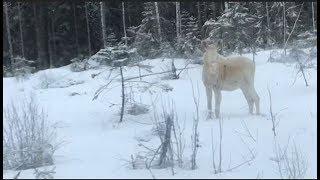 Rare White Moose in Parkano, Finland