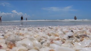 Conch demand on the rise but hard to find