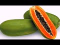 బొప్పాయి తినడం వల్ల కలిగే లాభాలు health benefits of papaya health u0026 beauty tips telugu