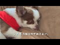 ツンデレな先住犬と寂しがり屋の末っ子　貴重なべったりお昼寝time 〜犬の日常〜