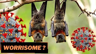 How dangerous is NeoCOV I New kind of Coronavirus from bats