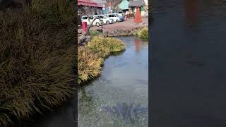 静岡県富士市の泉の郷湧水公園