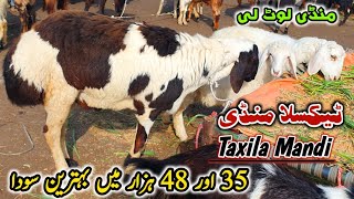 Mandi Lot Li Friday Taxila Mandi Latest Update 10 February 2023