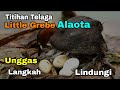 Nyaris Langkah Titihan Telaga // Grebe Alaota