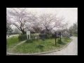 マイ スライドショー　大仙公園の桜（２０１６年４月２日）