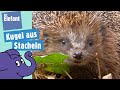 Warum hat der Igel Stacheln? | Der Elefant | WDR