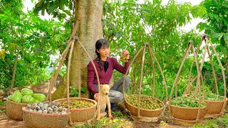 Harvest Fig Fruits, Chayote, Green Tea, Quail Eggs To Sell At The Market, Cooking, Gardening