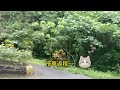 vlog 台北南港山水綠生態公園•露營野餐超推薦•超美山景•南港最大綠地大草原 台北景點 台北 景點 公園 生態