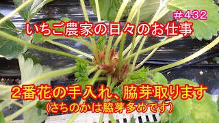 ２番花の手入れ、脇芽取ります（さちのかは脇芽多めです）　いちご農家の日々のお仕事　＃４３２