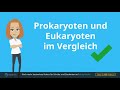 prokaryoten und eukaryoten im vergleich studyflix