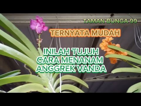 Cara Menanam Anggrek Vanda Bagi Pemula Agar Cepat Berbunga@TamanBunga99 ...