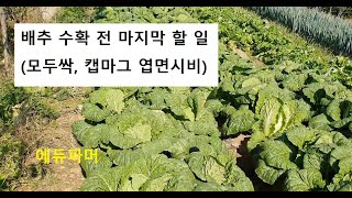 김장배추 수확 전 마지막 할 일