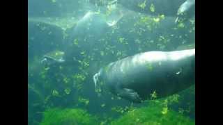 箱根園水族館のバイカルアザラシ