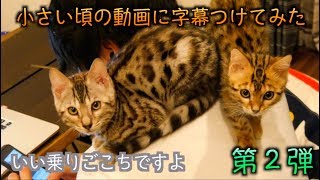触れるシャボン玉をたくさん吹いたらルトロゼ大はしゃぎ 触れるシャボン玉をたくさん吹いたらルトロゼ大はしゃぎ