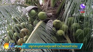 เกษตรสร้างชาติ : ปลูกละมุดควบคู่มะพร้าวน้ำหอมดำเนิน