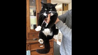 😺 Пойман на месте преступления! 🐈 Смешное видео с котами и котятами для хорошего настроения! 😸