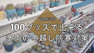 【Vlog390】【多肉植物】100均グッズで出来る❄多肉の冬越し防寒対策【温度別】【ついに初霜】