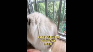 快赶紧拿给猫猫吃吧 记录猫咪日常 我镜头下的小猫