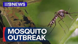 'Nowhere to escape': Mosquitoes ravage Sydney communities | 9 News Australia