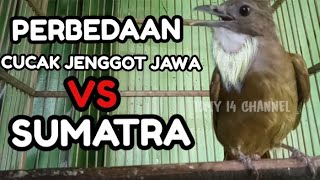 Perbedaan Cucak Jenggot Jawa vs Medan