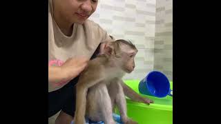 So professional! Monkey Lyly becomes an assistant and helps mom fix the yard. NewVideos