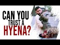Can You Trust A HYENA? | HYENA As A Pet | Animal World With Aun