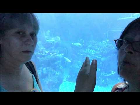 Dolphins In Depth Epcot Disney World 6 3 2017 What a COOL Experience Dolphins In Depth Epcot Disney World 6 3 2017 What a COOL Experience