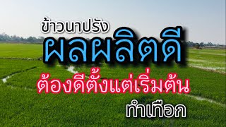 ข้าวนาปรัง ผลผลิตดี ต้องดีตั้งแต่เริ่มต้น (ทำเทือก)