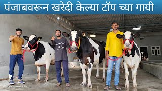 पंजाब वरून खरेदी केल्या टॉप च्या गायी Punjab Cow Rb Creations