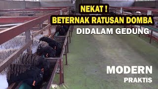 Gila Nekat ❗Beternak Ratusan Domba Sultan di dalam Gedung Modern dan Praktis