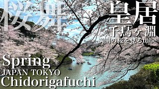 🌸【4K】皇居千鳥ヶ淵.満開の桜の様子🌸🇯🇵TOKYO Chidorigafuchi.Cherry-blossom viewing🇯🇵TOKYO Travel.東京観光