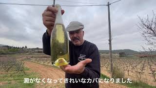 【スペイン田舎の村】バルセロナにほど近い田舎の村にあるワイナリーをご案内。日本語字幕付き