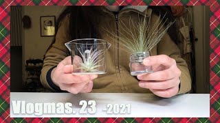 ❄️2021VLOGMAS #23⎪加州矽谷畢業生日常⎪空氣鳳梨/空氣植物⎪Air plant⎪Vlog#24