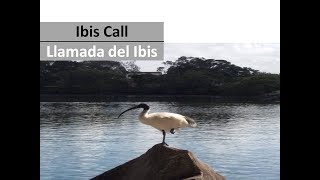 Ibis Bird 🐦 Call, Birds Sounds, Animals Noise - Llamada Ave Ibis, Sonidos de los Animales