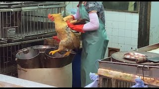 香港ローカル 生きた鶏を捌く店 Hong Kong Local Live Chicken Shop