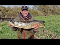 River Wharfe pike dead bait