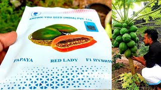 RED LADY പപ്പായ കൃഷി ✅ആയ രീതി